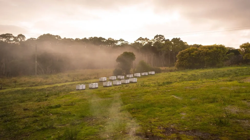 Blue Hills Honey - incredible hive of activity 5 Blue Hills Honey