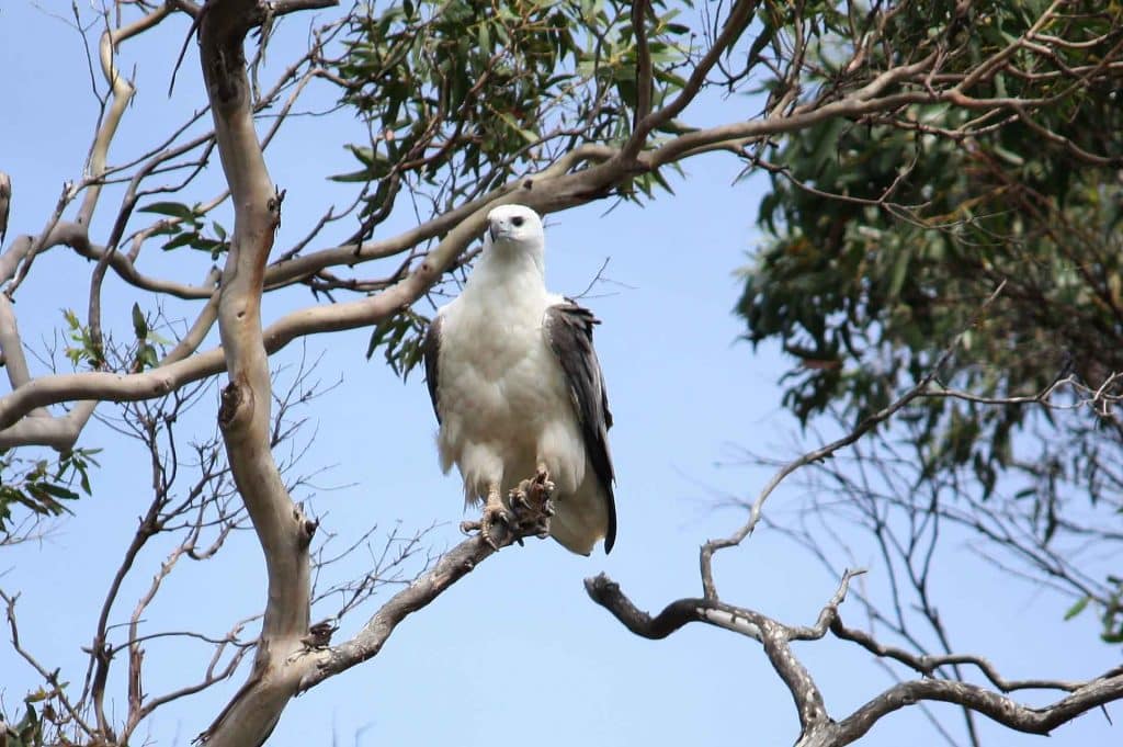 Arthur River 8