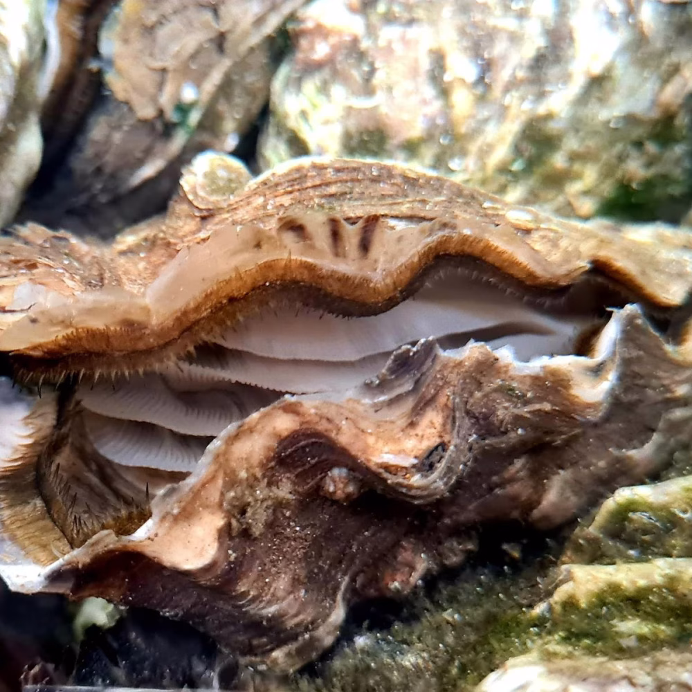 2a21e24db88e2f88aea8e49eb108a524