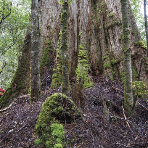 Tarkine-rainforest_Tarkine-Trails_credit-Rob-Blakers