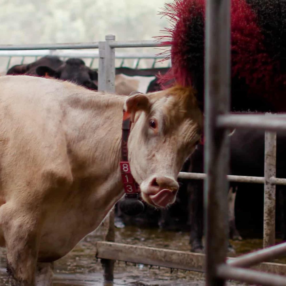 Duck River Meadows Robotic Dairy