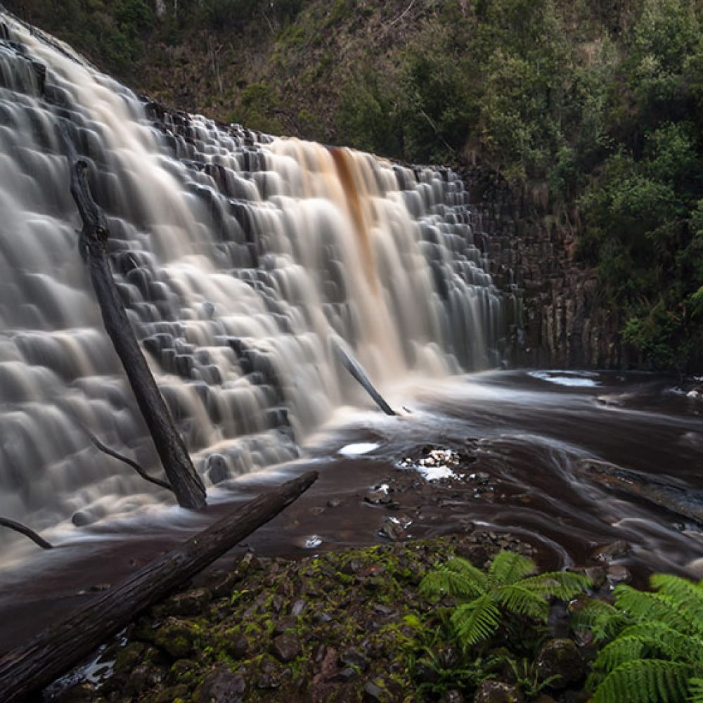 Dip Falls and the Big Tree