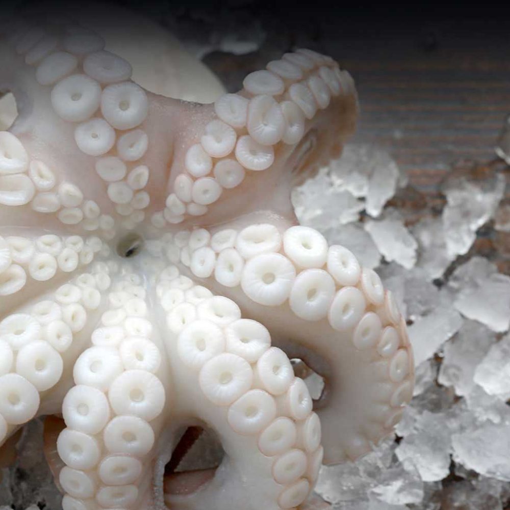 top-fish-tasmania-home-1