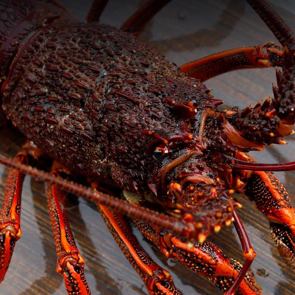 top-fish-tasmania-home-2