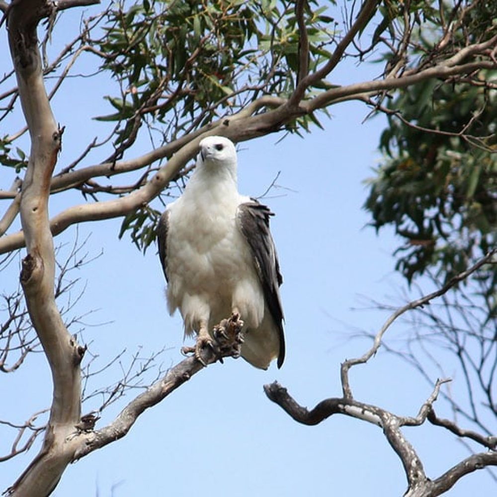 Wildlife Watching